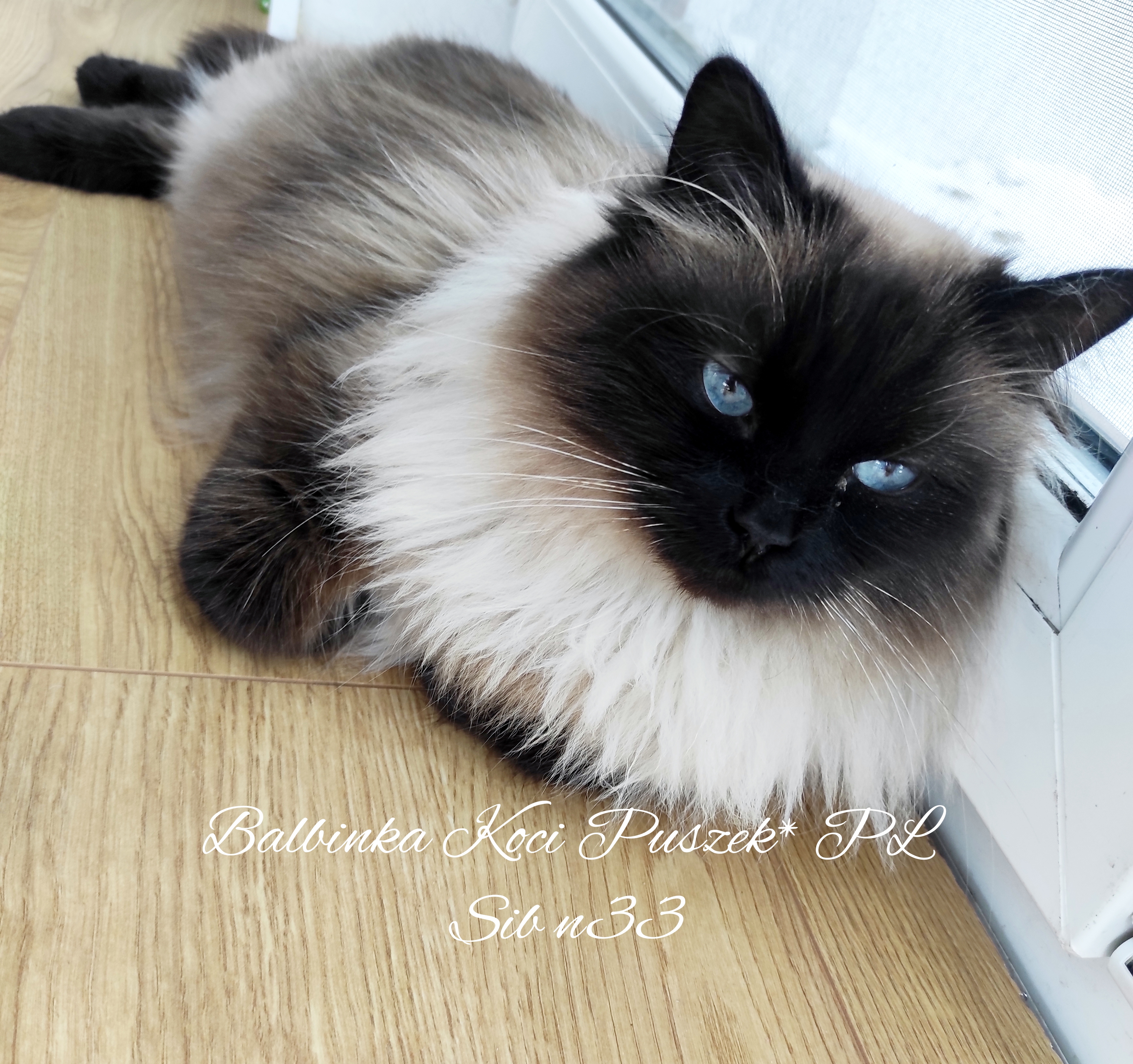 Balbinka Koci Puszek*PL