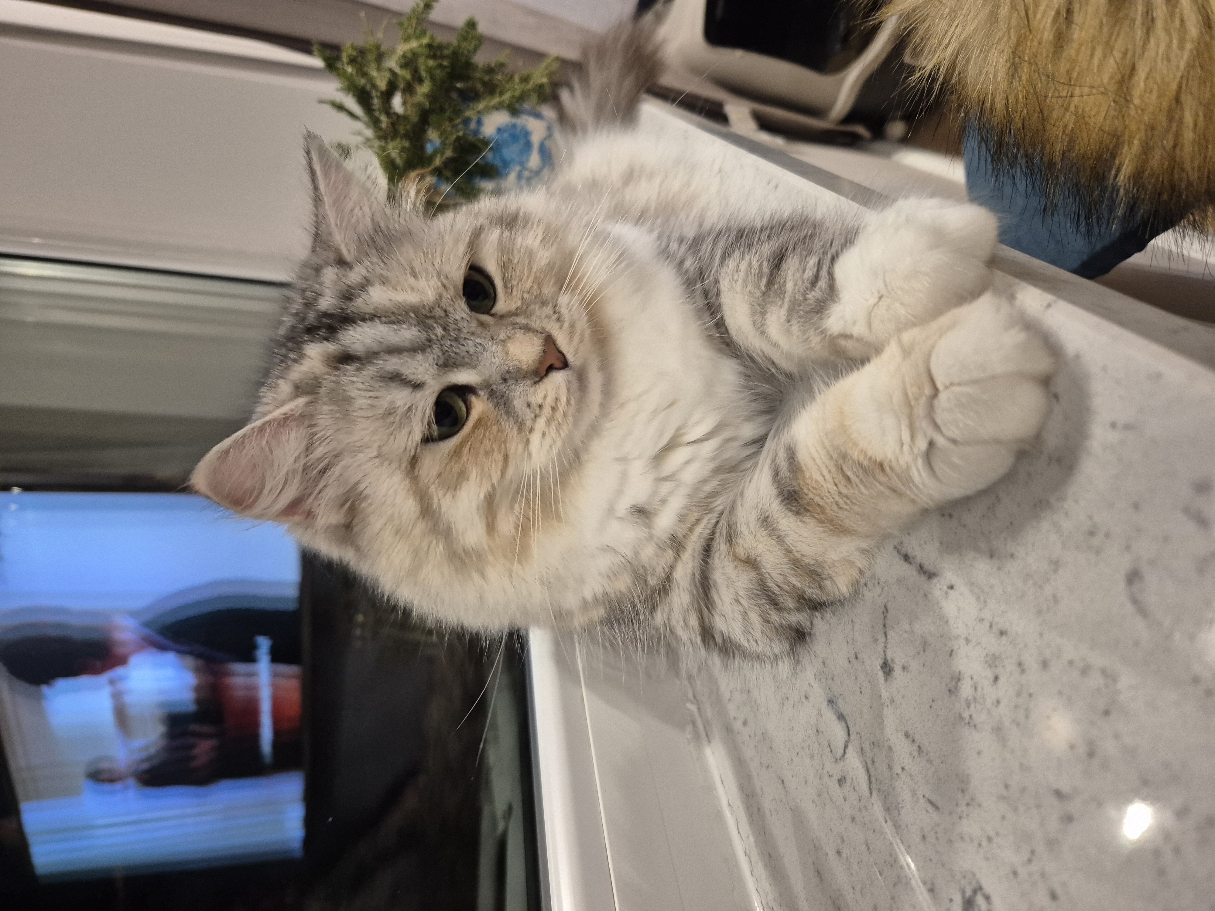 CH Beca Arctic Arctic Lions*PL