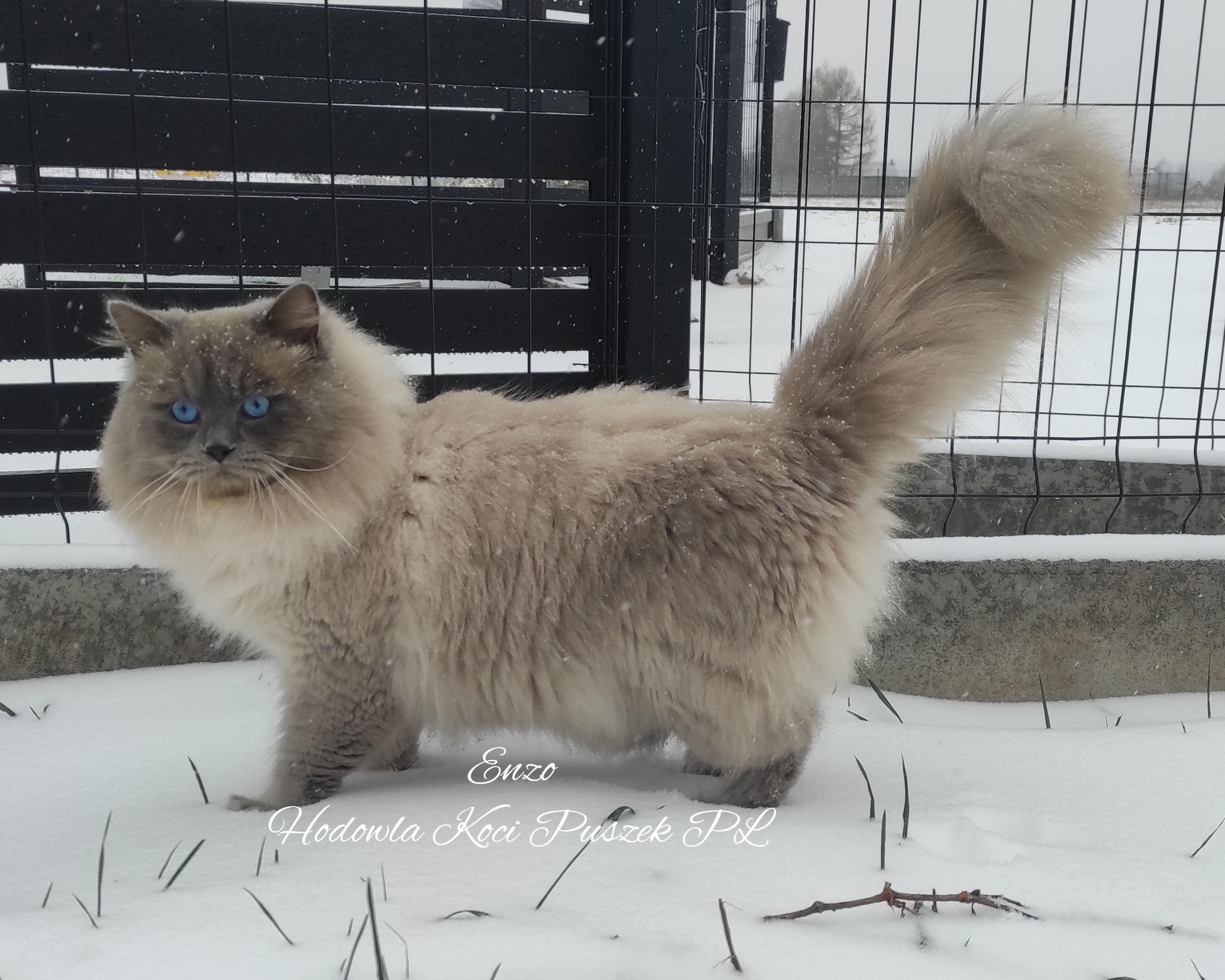 Koci Puszek*PL