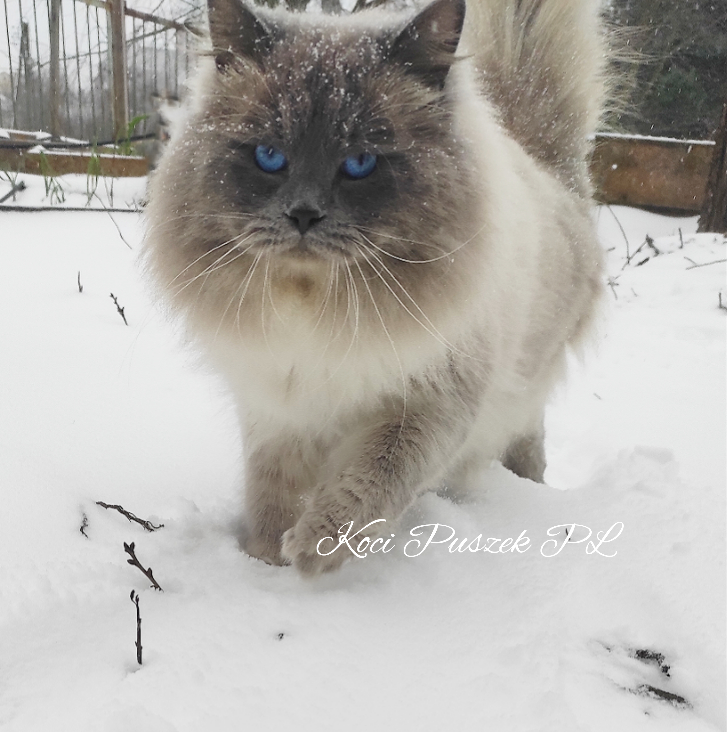 Koci Puszek*PL