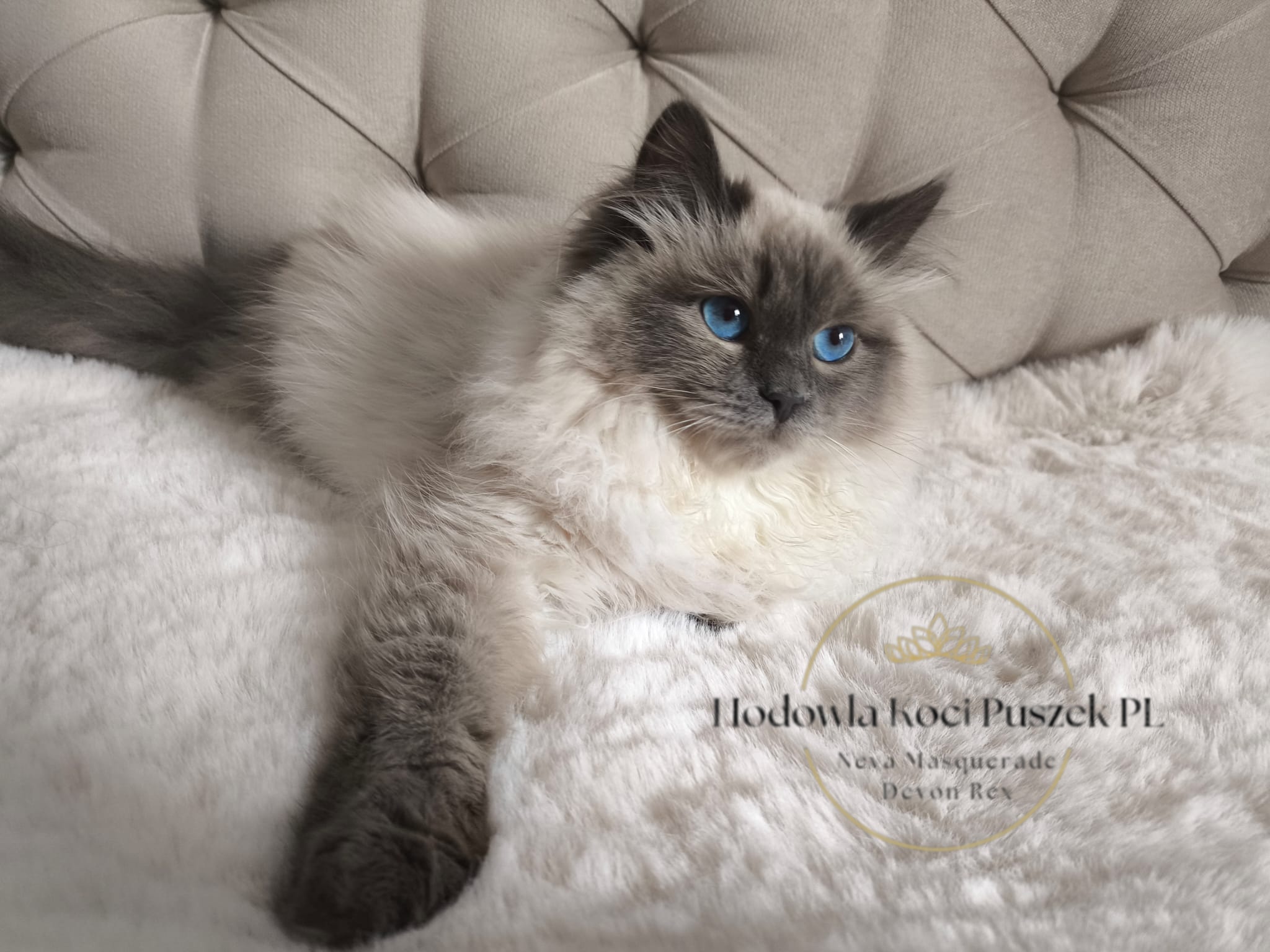 Kleopatra Grey Lady*PL